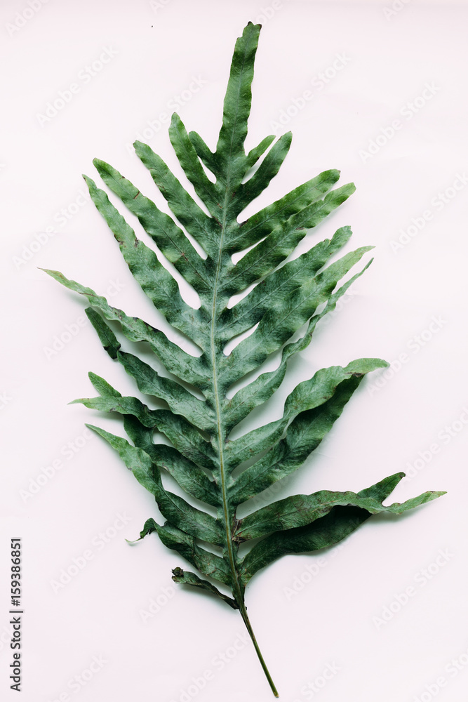 Fototapeta premium Creative minimal arrangement of leaves on bright white background. Flat lay. Nature concept.