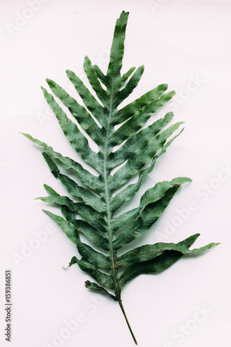Creative minimal arrangement of leaves on bright white background. Flat lay. Nature concept.