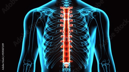 3D Illustration of Spinal cord (Thoracic Vertebrae) a Part of Human Skeleton Anatomy
