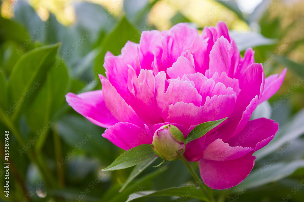 Pink Peony Flower 1 Pink Peony Flower 1
