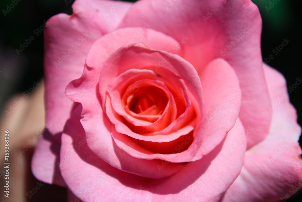 beautiful rose beautiful rose