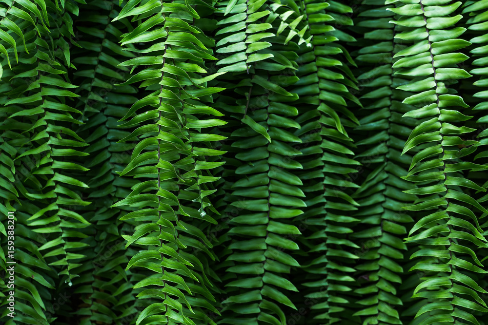 Macro photo of fern with selective focus