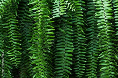 Macro photo of fern with selective focus