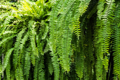 Macro photo of fern with selective focus