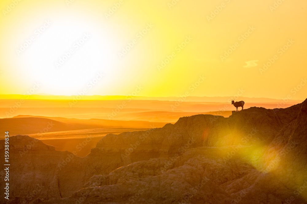 Big Horn Sheep / Ram Silhouette on Cliff at Sunset in Badlands National Park Big Horn Sheep / Ram Silhouette on Cliff at Sunset in Badlands National Park