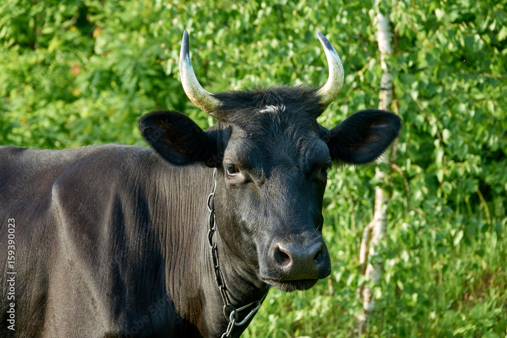 Black cow portrait on a green background. Cattle farm Black cow portrait on a green background. Cattle farm