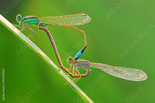 dragonfly, damselfly, insects, dragonfly mating,
