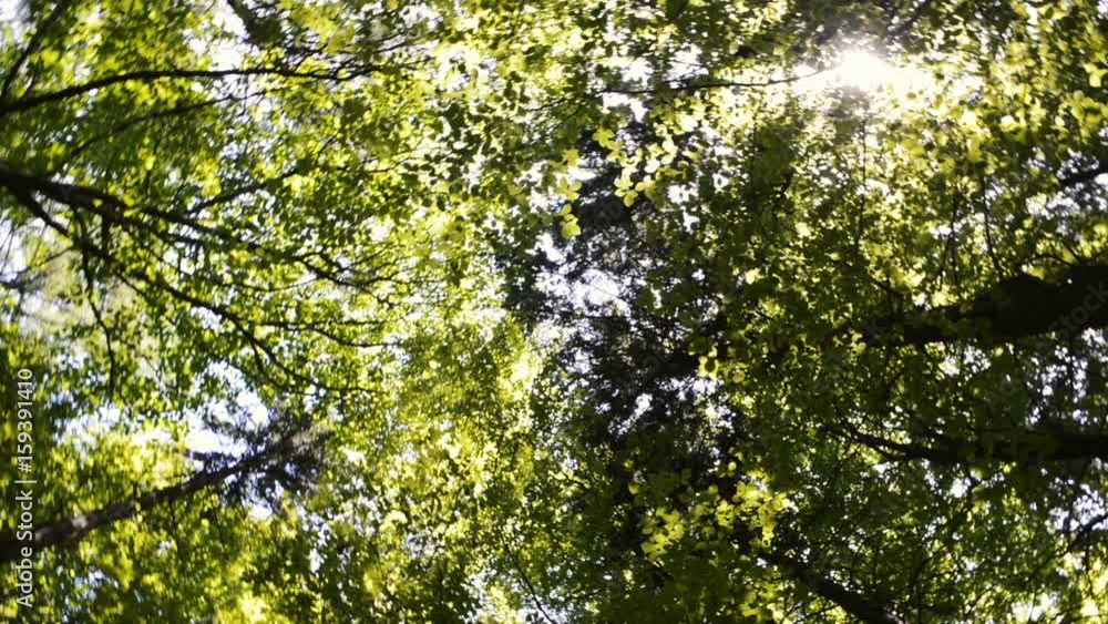 Bottom view of tall old trees in mixed deciduous-coniferous forest Bottom view of tall old trees in mixed deciduous-coniferous forest