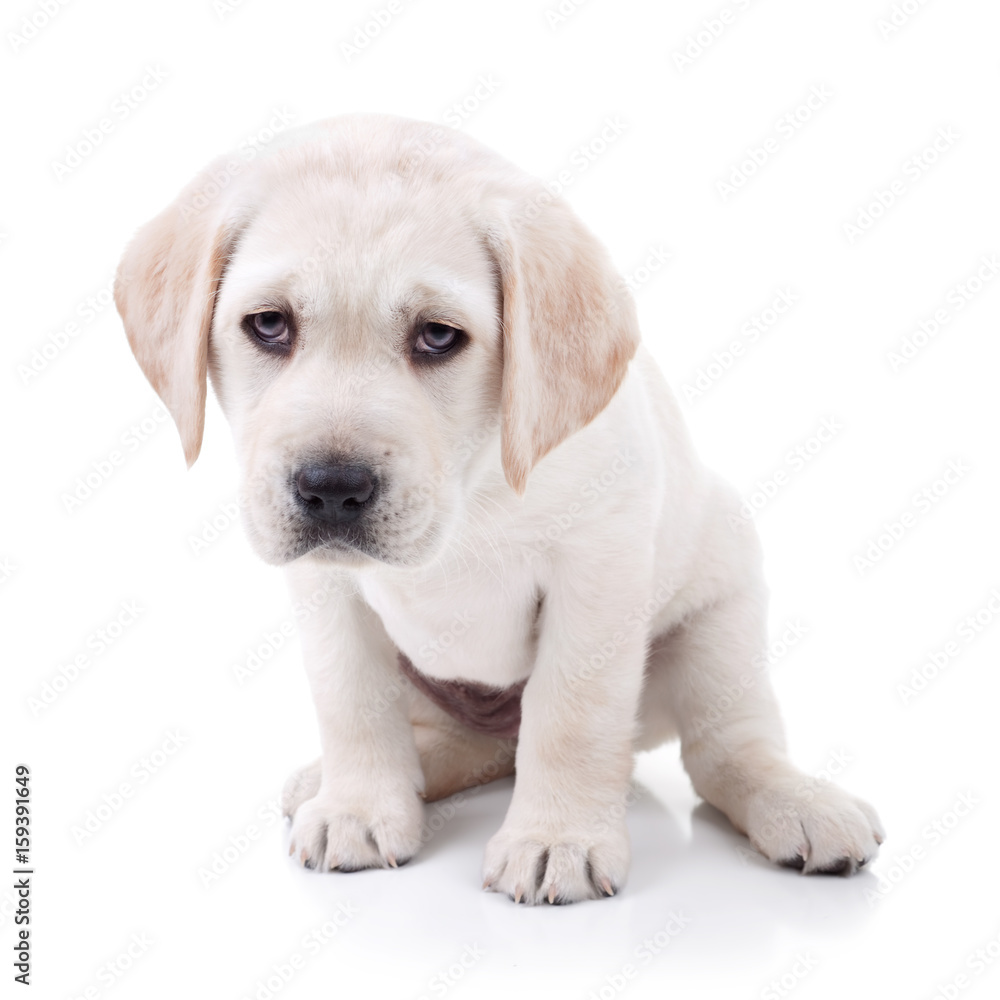Tired and sick Labrador Retriever puppy dog on white
