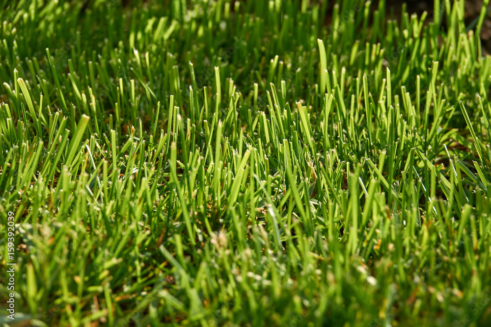 Grass closeup in sunny weather Grass closeup in sunny weather