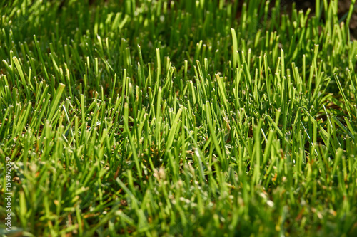 Grass closeup in sunny weather