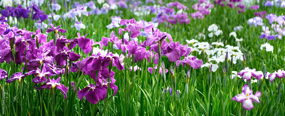 Obraz premium Purple iris on flowerbed banner