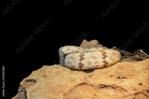 Whip Snake/Coiled Whip Snake on a rock, isolated on black