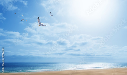 Seagulls flying in the sky over the sea