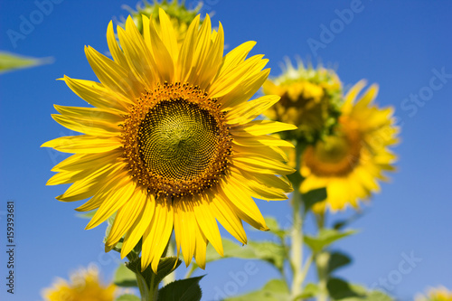 Sunflower facing the sun.  Bright yellow sunflower  Lopburi  Thailand