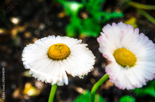 Two flowers of white field chamomile