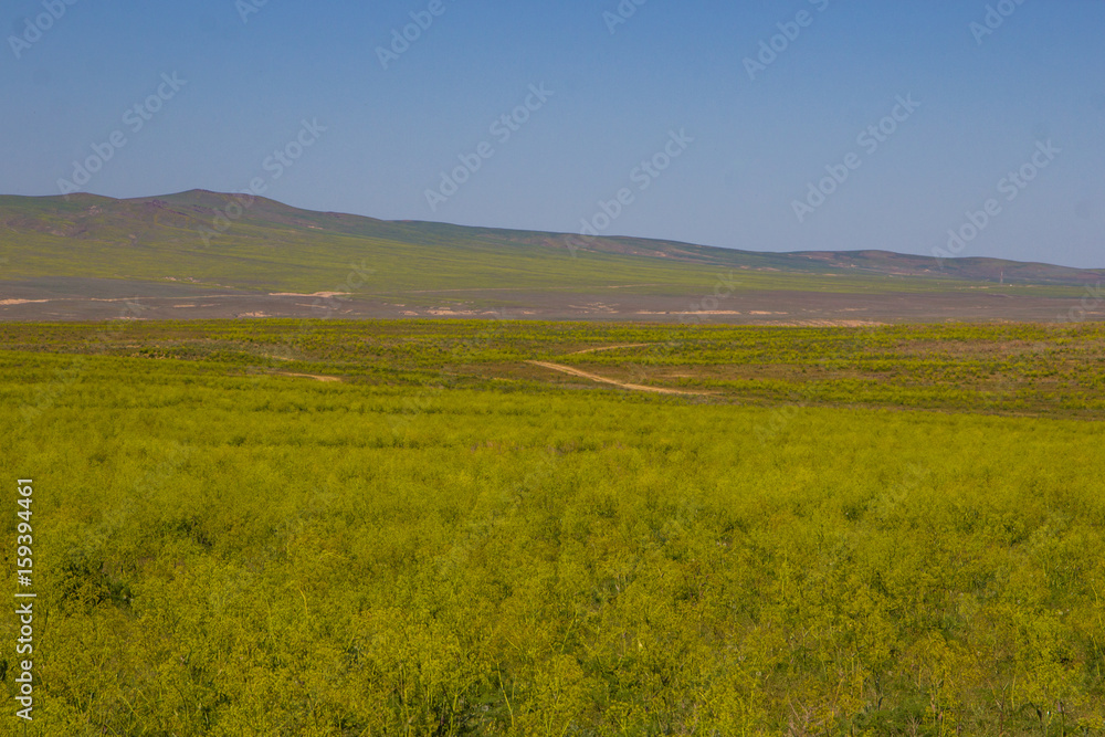 Blooming yellow steppe in spring, Kazakhstan