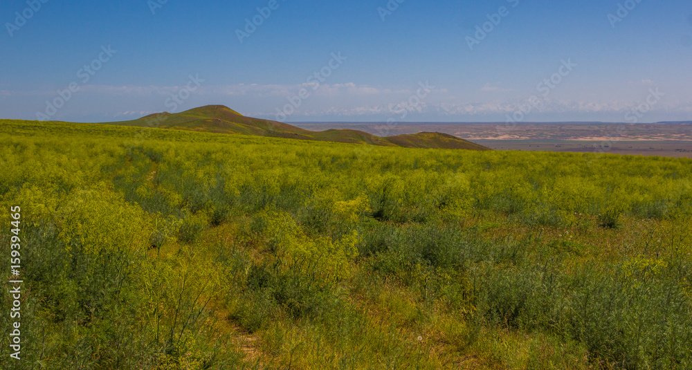 Fototapeta premium Blooming yellow steppe in spring, Kazakhstan