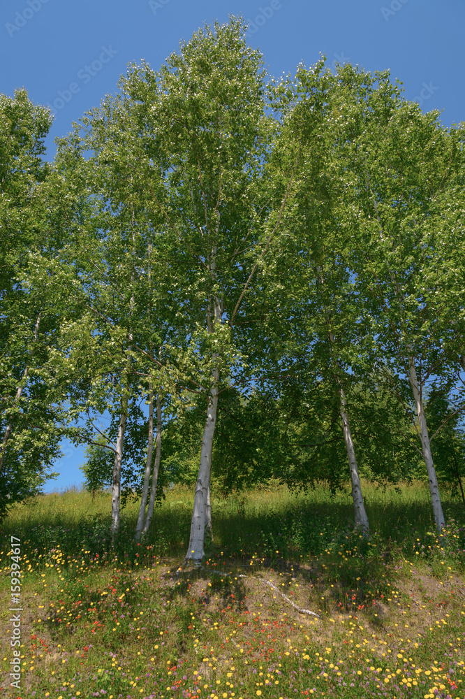 Fototapeta premium 白樺林