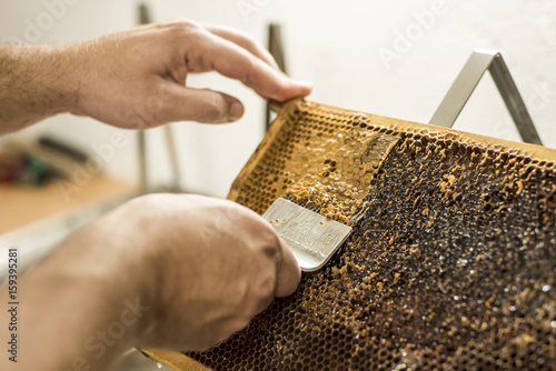 Cuadro en lienzo Honeycomb open unwaxing fork beekeeper uncapped for harvest golden delicious hon
