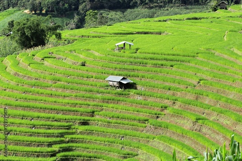 A lush rice field at Pa Pong Piang, Chiang Mai, Thailand