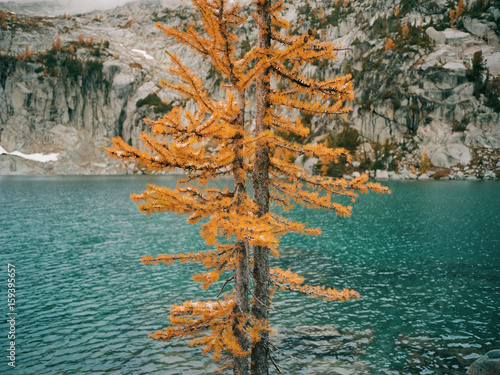 Golden Larches 