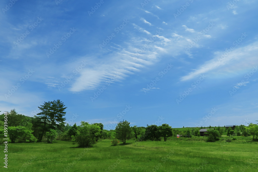 Obraz premium blue sky green field