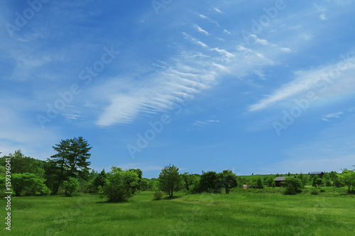 blue sky green field
