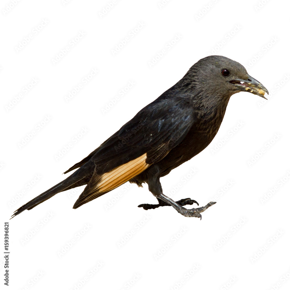 Fototapeta premium Small black yellow Bird jackdaw eats bread in his beak close up isolated on white background