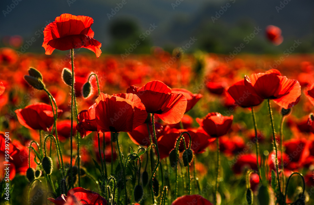 Fototapeta premium poppy flowers field at sunset