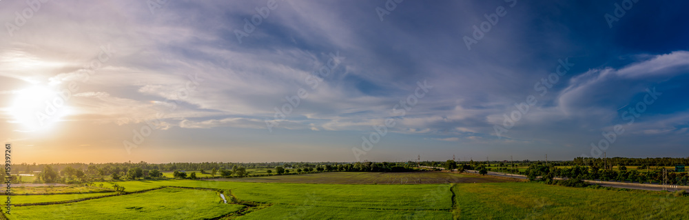 Landscape of rice field and sky during sunset in summer,Panorama