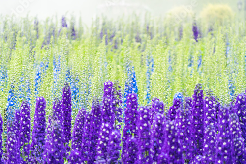 Lavender field in bloom,view of formal garden.