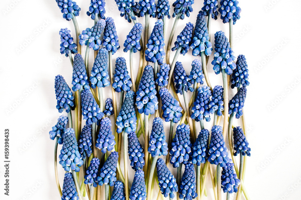 Obraz premium Beautiful blue muscari flowers on white background. Flat lay, top view. Creative flower concept