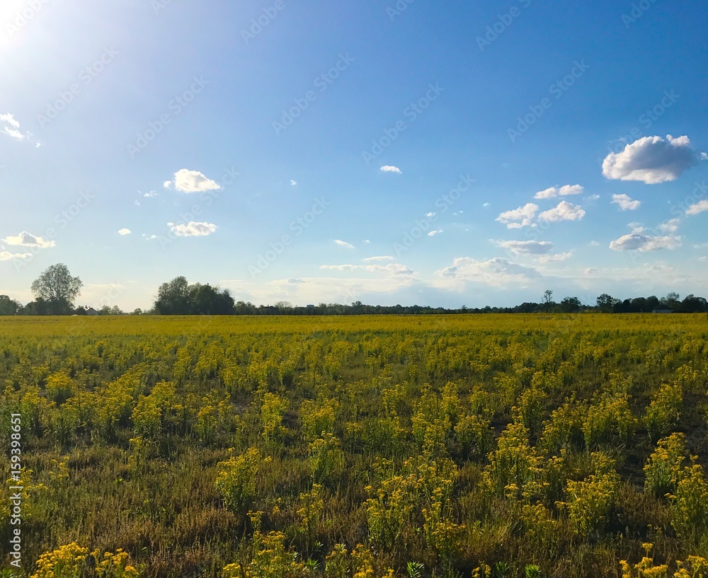 Obraz premium Golden field