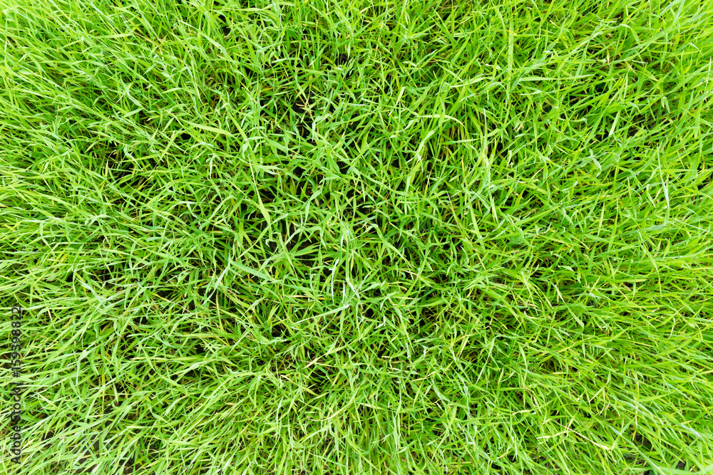 Grünes Gras von oben Grünes Gras von oben