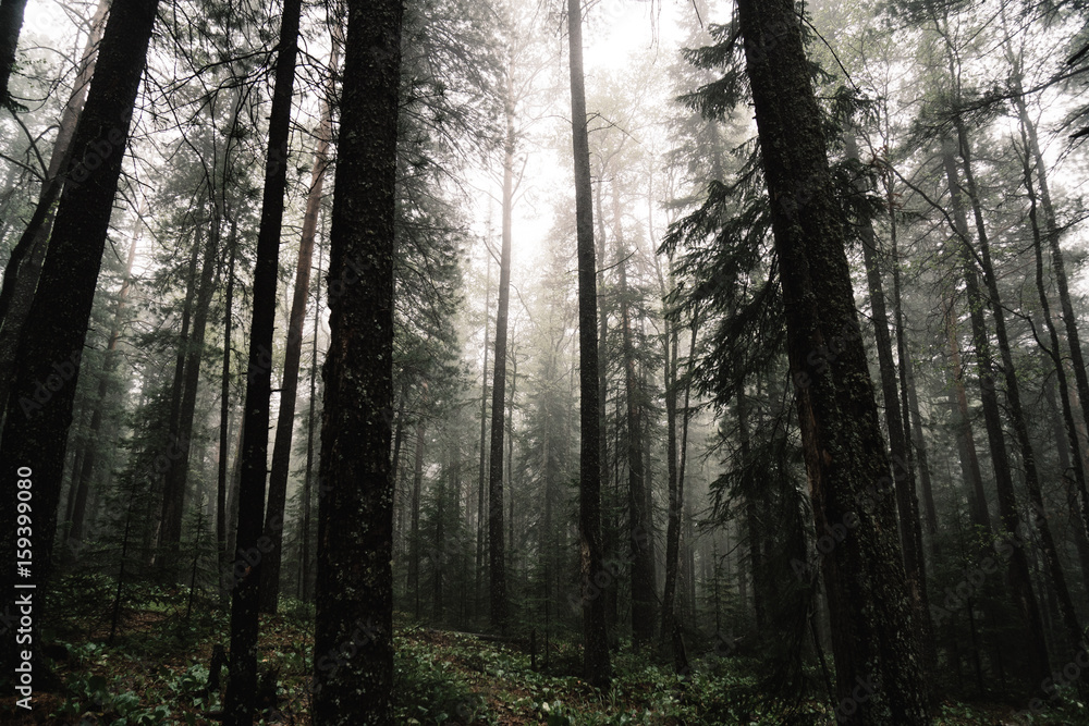 Obraz premium fog forest