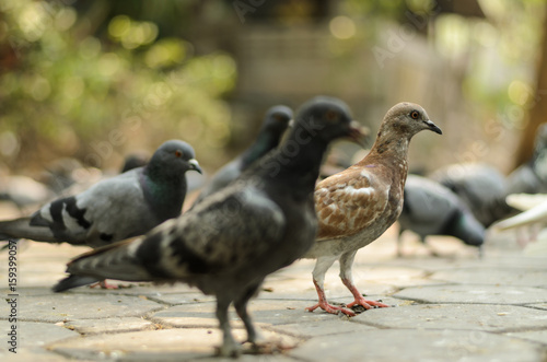 Pigeon in nature