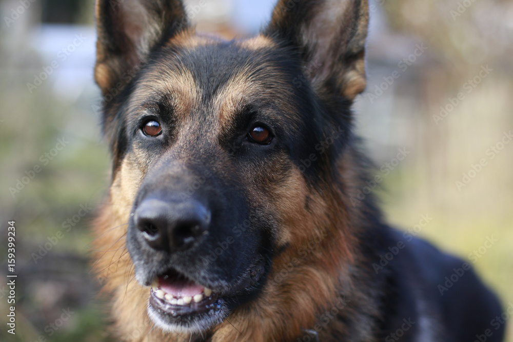 The muzzle and nose of the dog of breed a German shepherd The muzzle and nose of the dog of breed a German shepherd