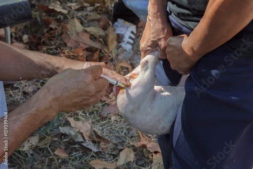 Veterinarians are undergoing surgery for piglets with intestinal diseases.