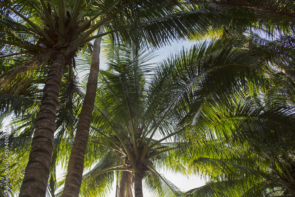 Palm tree leaves on sunny blue sky background. Tropical tree crown on blue sky. Palm tree leaves on sunny blue sky background. Tropical tree crown on blue sky.