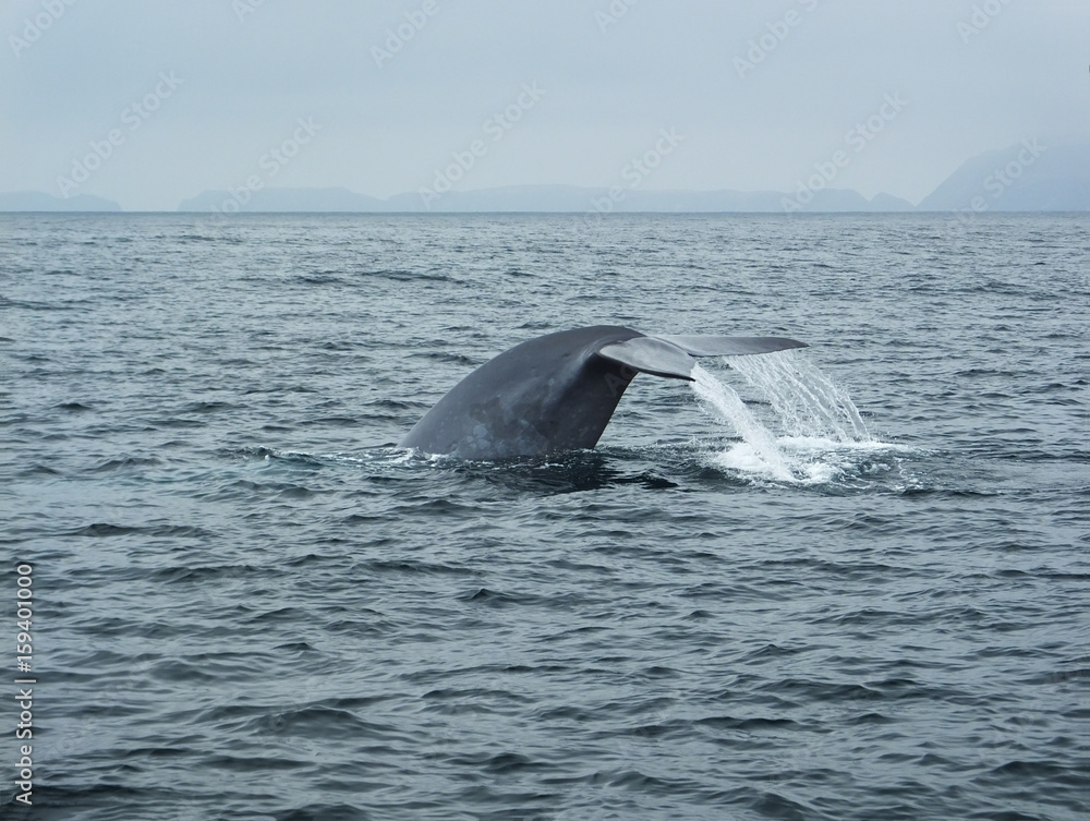 Fototapeta premium Humpback Whale Tail