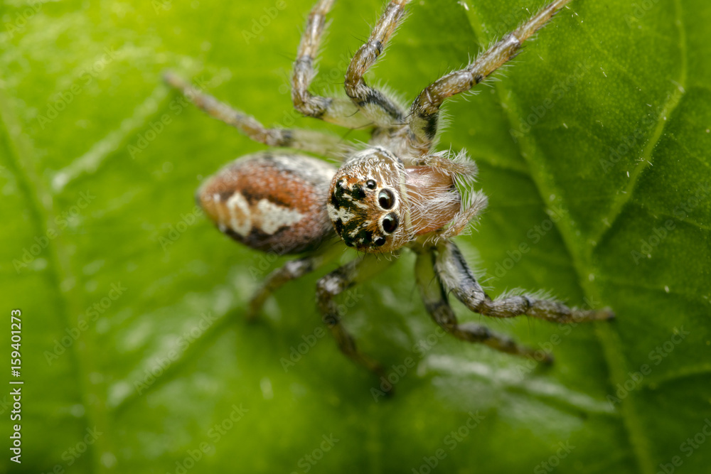 Little hairy jumping spider on a tree leaf Little hairy jumping spider on a tree leaf
