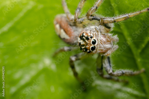 Little hairy jumping spider on a tree leaf