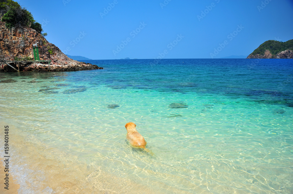 Golden Retriever Dog Relaxing on Beach Golden Retriever Dog Relaxing on Beach