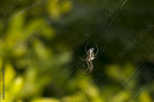 Scary spider and its web