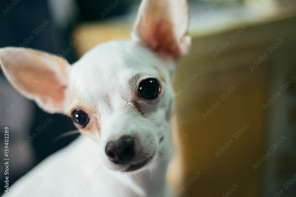 Headshot of white chihuahua dog