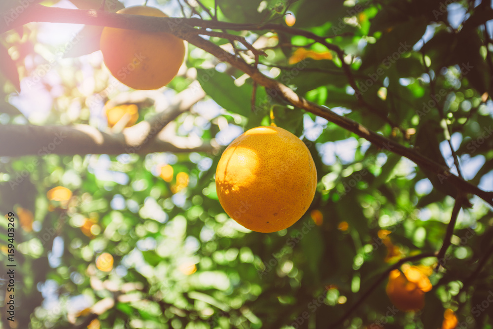 oranges on tree oranges on tree