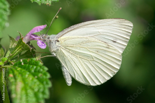 Farfalla Cavolaia