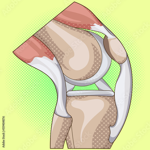 Anatomy. Structure knee joint vector pop art design