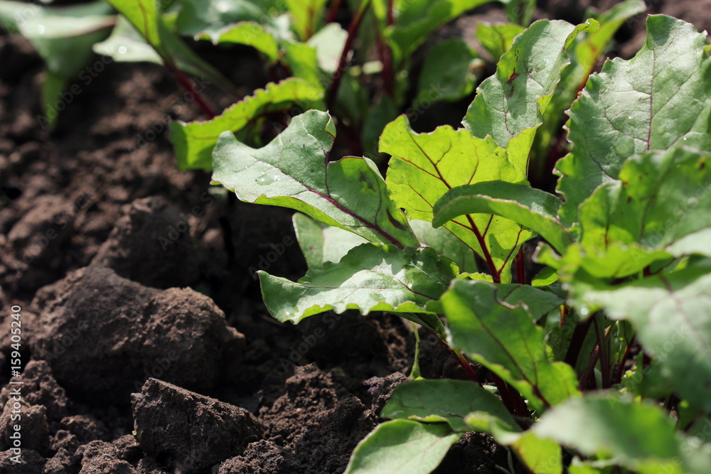 Fototapeta premium Young green beetroot plans on a path in the vegetable garden